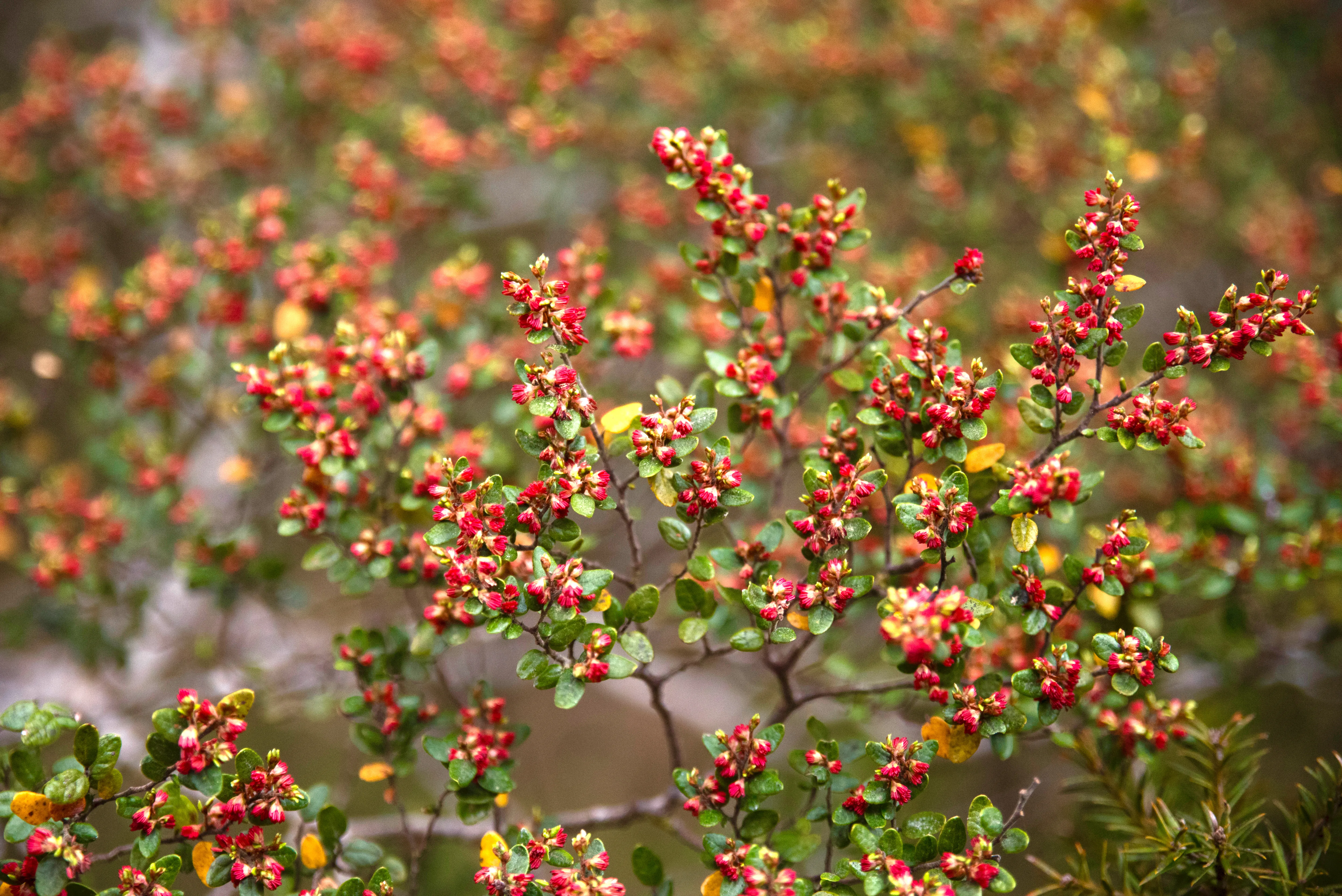 Flowering beech. Will the next season be a mouse season?